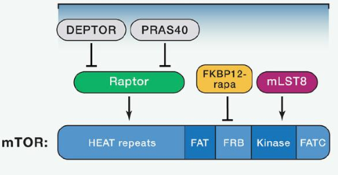 mTORC1由mTOR、Raptor和mLST8以及非核心组件PRAS40和Deptor组成