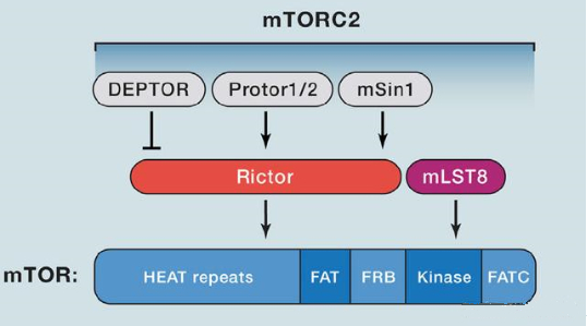 mTORC2的组成蛋白主要有Rictor、mSin1、mSLT8和Protor等