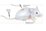 围观:临床前小鼠模型如何选？