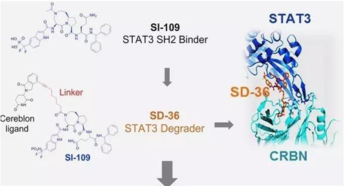 结构优化得到的SH2结合分子SI-109与CRBN结合，得到SD-36