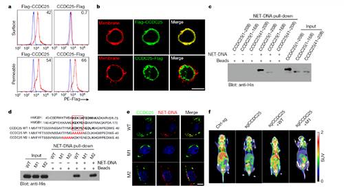 NET  DNA并非随机捕获癌细胞，而是与癌细胞的CCDC-25产生了特异性结合