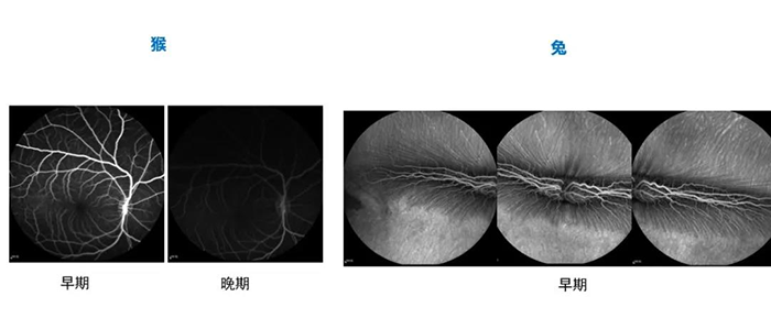 猴和兔不同时期的眼底荧光造影（FA）