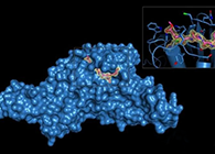 Science重磅！一种“分子剪刀”如何成为COVID-19药物的重要靶标？