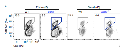 研究人员发现BATF3对记忆CD8+ T细胞的转化和质量都至关重要。
