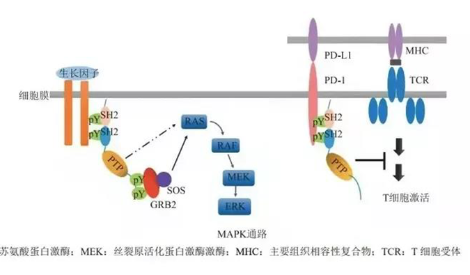 晚期恶性肿瘤患者的福音，SHP2变构抑制剂RG001片获批临床.png