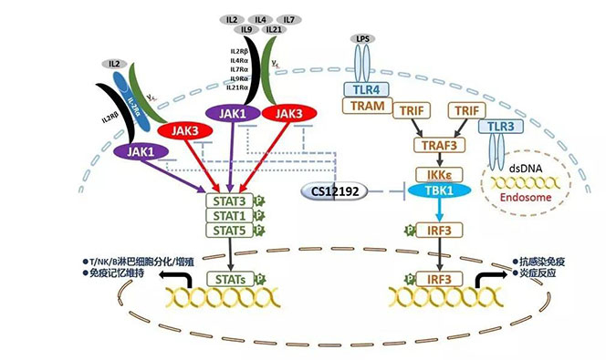 自身免疫疾病或迎新疗法！z6尊龙助力微芯生物CS12192获批FDA