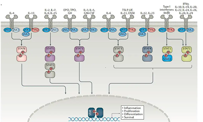 JAKs和STATs是许多细胞因子受体系统的重要组成部分.png