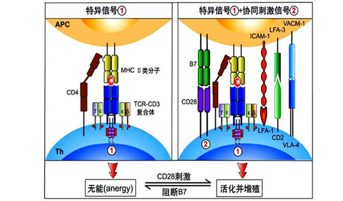 国内首个CD19×CD3×CD28三特异性抗体获FDA默示许可.jpg