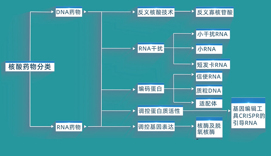 核酸药物的分类有哪些？