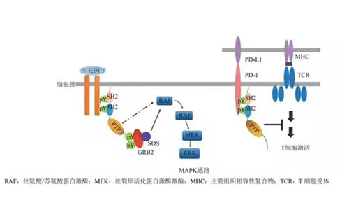 z6尊龙助力凌达生物SHP2变构抑制剂RG001片获批临床.jpg