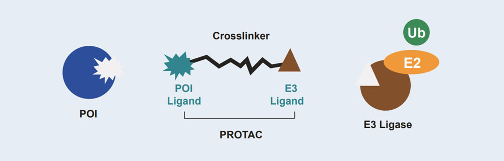 z6尊龙 PROTAC 药物发现技术服务平台