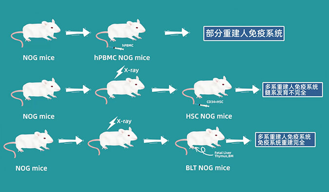 评价肿瘤药物的动物药效模型，你选对了吗.jpg