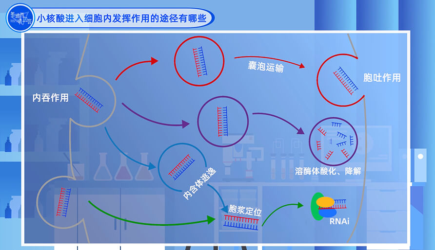 小核酸进入细胞内发挥作用的途径有哪些？