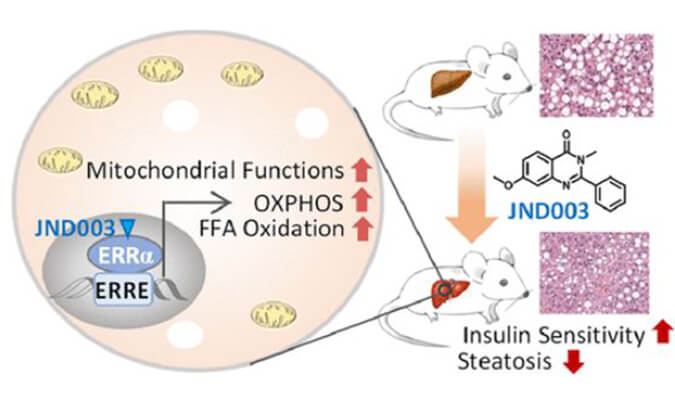 JND003是一种新型选择性ERRα激动剂，可缓解非酒精性脂肪肝和胰岛素抵抗，PK和组织分布测定通过z6尊龙进行