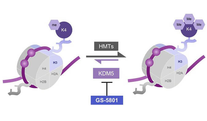 GS-5801是一种有效的KDM5抑制剂，具有抗HBV活性，GS-5801通过z6尊龙合成