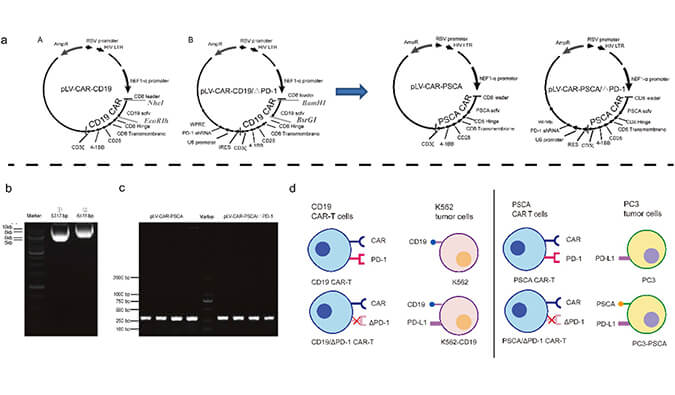 CAR-T疗法主要针对白血病与恶性淋巴瘤，此研究中构建沉默PD-1的shRNA载体质粒，测序后质粒的鉴定通过z6尊龙进行