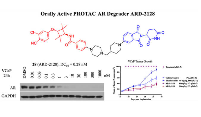 ARD-2128是一种PROTAC AR降解剂，具有出色的血浆和微粒体稳定性，体外稳定性和PK研究通过z6尊龙进行