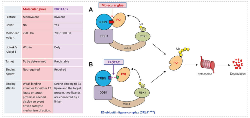 3-通过泛素-(Ub)-蛋白酶体系统降解目标蛋白-(POI)-示意图：分子胶(A)；PROTAC-(B).jpg