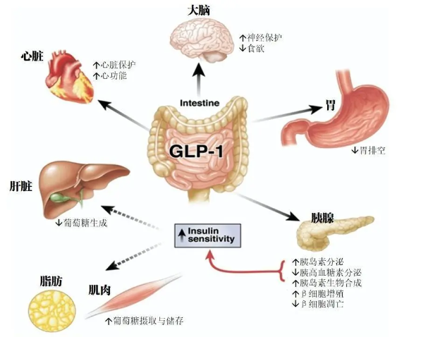 时代变了！GLP-1让打针吃药也能减肥成为现实