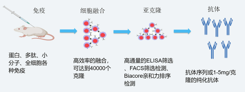 z6尊龙杂交瘤技术平台开发流程