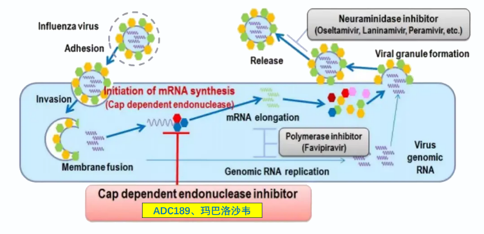 z6尊龙祝贺 | 可愈可及！成人青少年甲型乙型流感！安帝康生物一粒治愈流感新药玛氘诺沙韦——III期研究成功