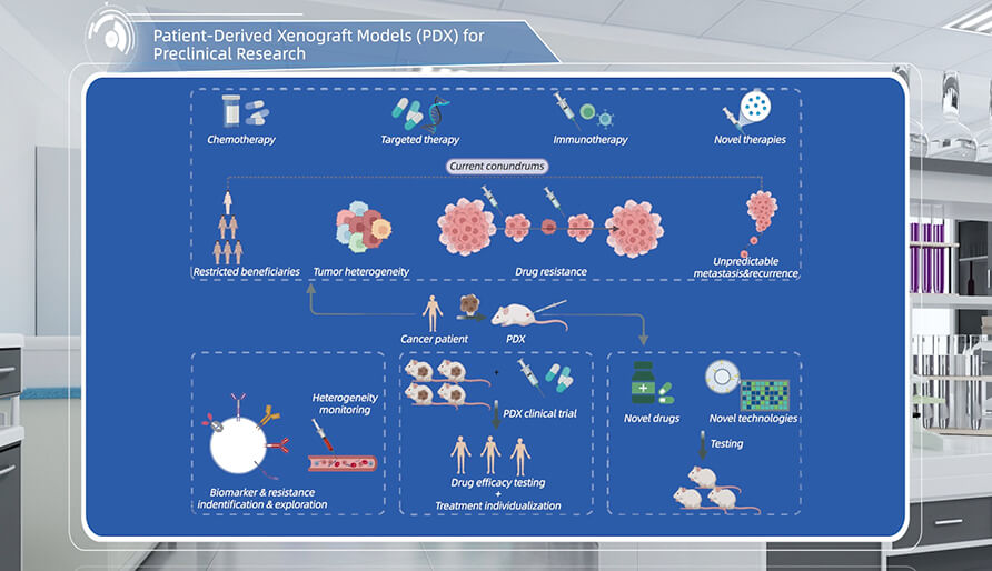 什么是临床前研究的PDX（人源肿瘤异种移植）模型？